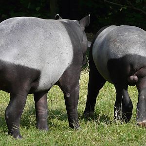 Malayan Tapirs