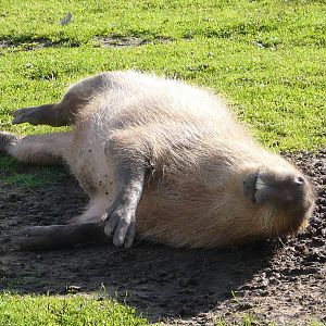 Happy Capybara