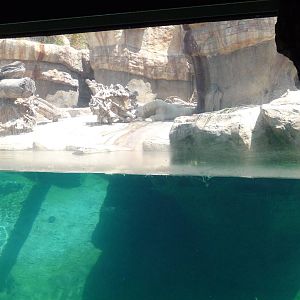 San Diego Zoo - Polar Bear Plunge