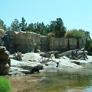 San Diego Zoo - Polar Bear Plunge