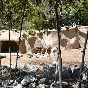 San Diego Zoo - Red River Hog Exhibit