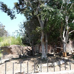 San Diego Zoo - Ituri Forest