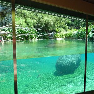San Diego Zoo - Hippo Pool