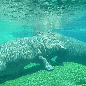 San Diego Zoo - Hippo Pool