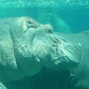 San Diego Zoo - Hippo Pool