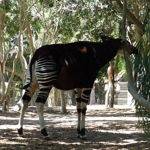 San Diego Zoo - Okapi