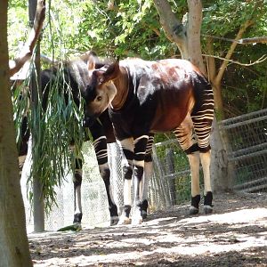 San Diego Zoo - Okapis