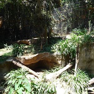 San Diego Zoo - Malayan Tiger Exhibit
