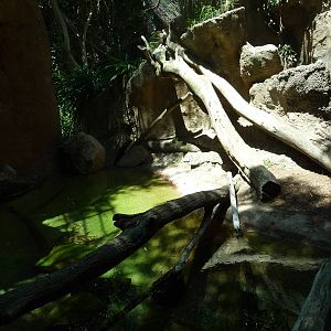 San Diego Zoo - Malayan Tiger Exhibit