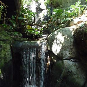 San Diego Zoo - Malayan Tiger Exhibit