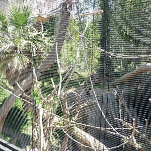 San Diego Zoo - Colobus Monkey Exhibit
