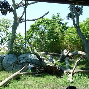 San Diego Zoo - Gorilla Exhibit