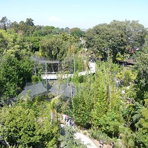 San Diego Zoo - Skyfari Overview