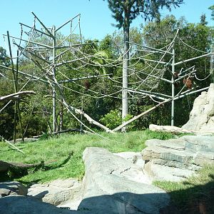 San Diego Zoo - Absolutely Apes