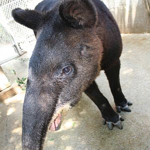 Mountain tapir       sept 08