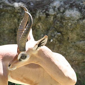 Male gerenuk      sept 08