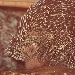 Prehensile-tailed porcupines               sept 08