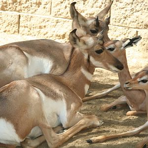 Hand reared Peninsular pronghorn and gerenuk     sept 08