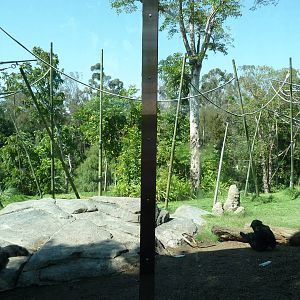 San Diego Zoo - Absolutely Apes