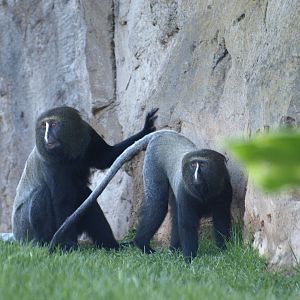 1.1 owl-faced guenons in the mixed gorillas enclosure
