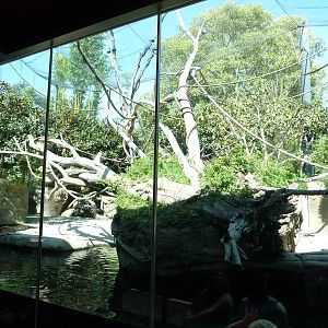San Diego Zoo - Pygmy Hippo/Wolf's Guenon Exhibit