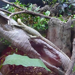 San Diego Zoo - Reptile House