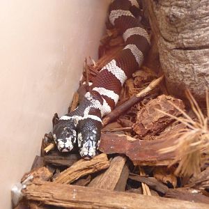 San Diego Zoo - Reptile House