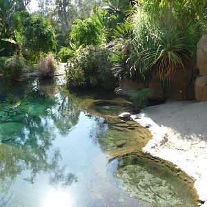 San Diego Zoo - Gharial Pool