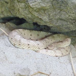 San Diego Zoo - Rattlesnake