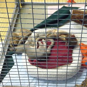 San Diego Zoo - Baby Fossas