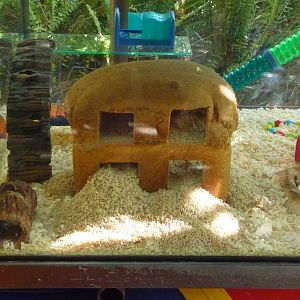 San Diego Zoo - Mouse House