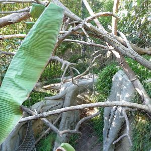 San Diego Zoo - Clouded Leopard Exhibit