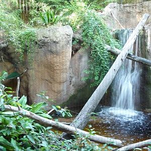 San Diego Zoo - Fishing Cat Exhibit