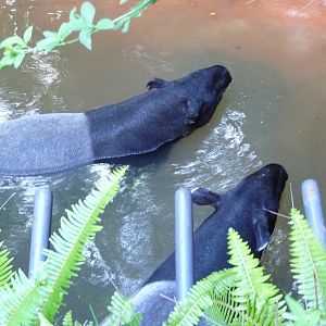 San Diego Zoo - Malayan Tapirs