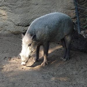 San Diego Zoo - Bornean Bearded Pig