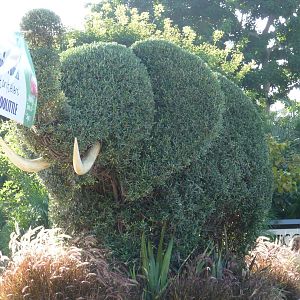 San Diego Zoo - Elephant Bush
