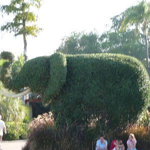 San Diego Zoo - Elephant Bush