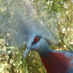 scheepmaker's crowned pigeon