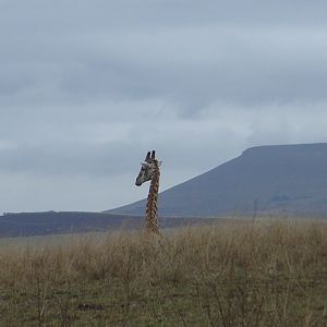 Giraffes South Africa