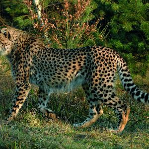 Northern Cheetah