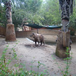 Sichuan Takin exhibit at the Los Angeles Zoo