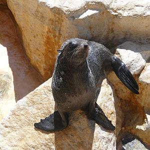 South American Fur Seal
