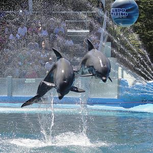 Dolphin Show
