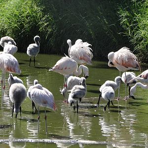 Chilean Flamingos