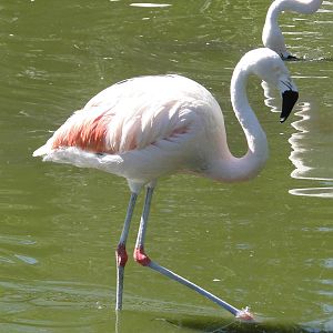 Chilean Flamingo