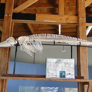 Common dolphin skeleton