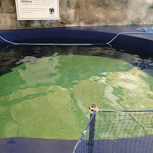 Sea turtle pool