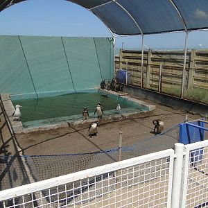 Exhibit for rehabilitated penguins