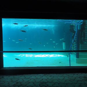 Shark underwater viewing
