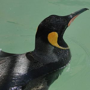 King Penguin